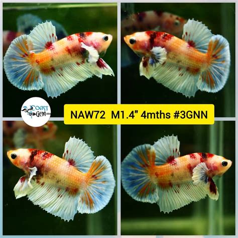 imported premium grade male betta fish|Coast Gem USA .